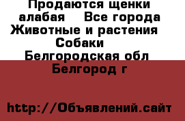 Продаются щенки алабая  - Все города Животные и растения » Собаки   . Белгородская обл.,Белгород г.